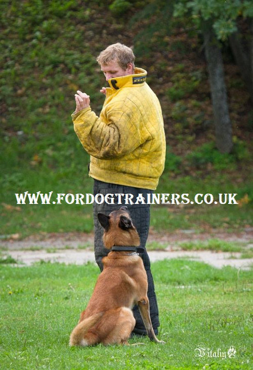 schutzhund dog training